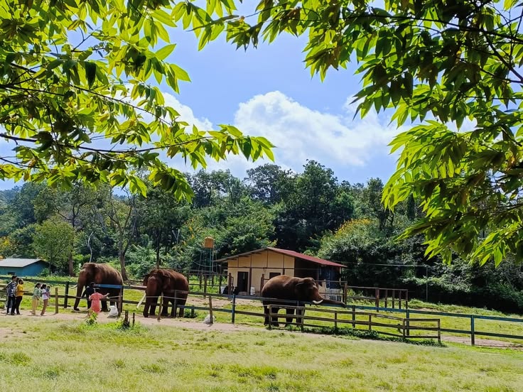 Dubare Elephant Camp